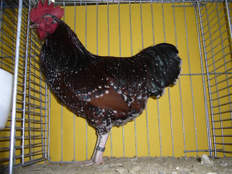 Hannover 2008 363.jpg - Zwerg Sussex braun-porzelanfarbig von Jens Dünnewald Preis sg 94 E